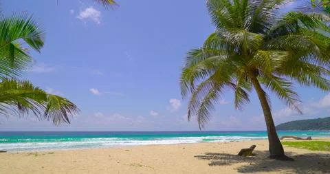 Coconut tree on the beach  Stock Footage 233766429