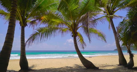 Coconut tree on the beach  Stock Footage 233767123