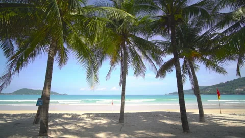 Coconut tree on the beach  Stock Footage 233777535