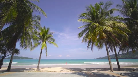 Coconut tree on the beach  Stock Footage 233777624