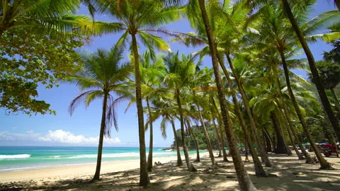 Coconut tree on the beach  Stock Footage 233781839