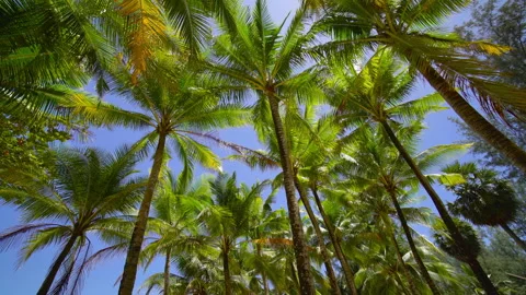 Coconut tree on the beach  Stock Footage 233781908