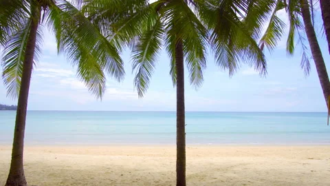 Coconut tree on the beach  Stock Footage 233783072