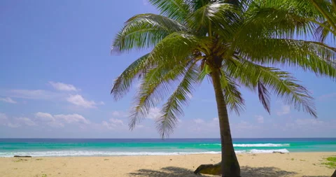 Coconut tree on the beach  Stock Footage 233787926