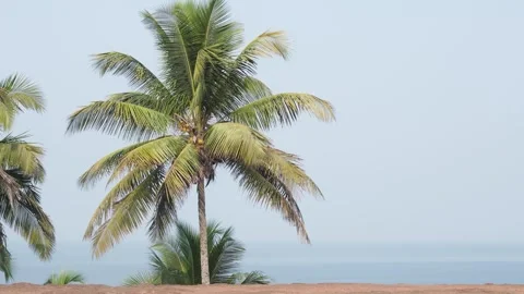 Coconut tree at beach Video stock 241425712