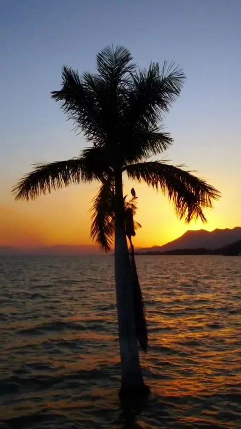 Coconut Tree on the Beach Stock Footage 241815355