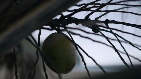 Coconut in tree at beach in Isabela Puerto Rico on cloudy day Stock Footage 157399480
