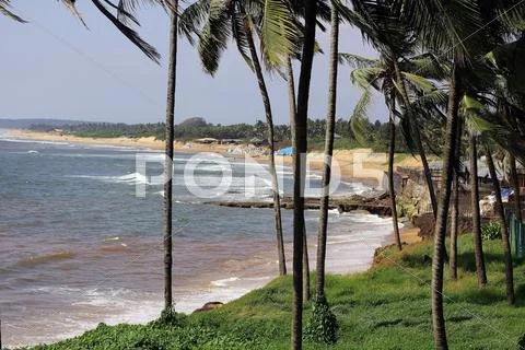 Coconut Tree On Beach