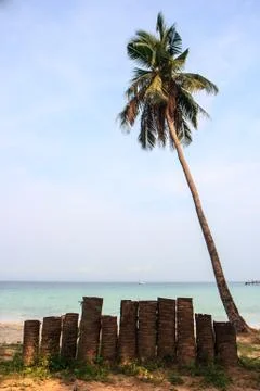Coconut tree on beach Stock Photos