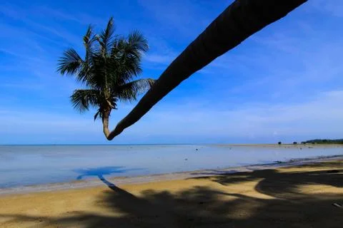 Coconut tree on the beach Stock Photos
