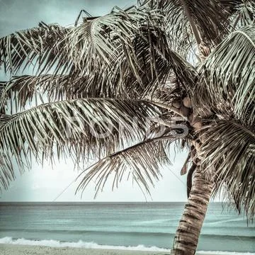 Coconut Tree On The Beach