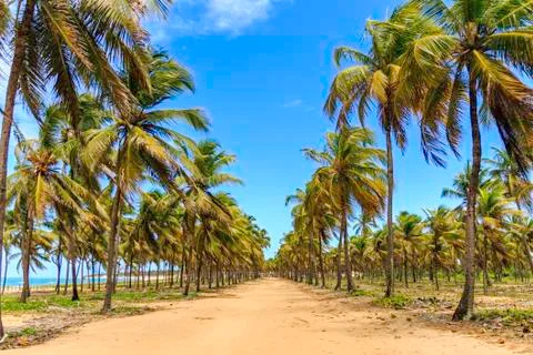 Coconut tree in a beach Stock Photos