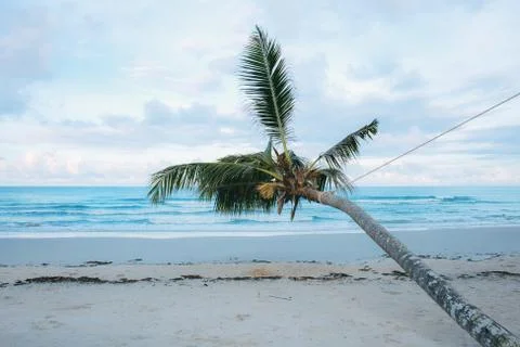 Coconut tree on beach. Stock Photos