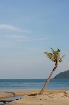 A coconut tree by the beach Foto stock