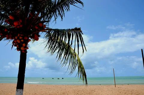 Coconut tree on the beach Stock Photos
