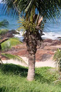 Coconut tree on the beach with rocks Foto stock