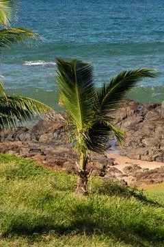 Coconut tree on the beach with rocks 스톡 사진