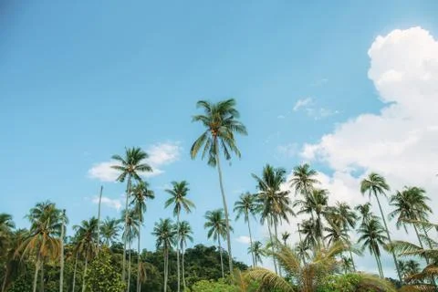 Coconut tree on beach at sky. Stock Photos
