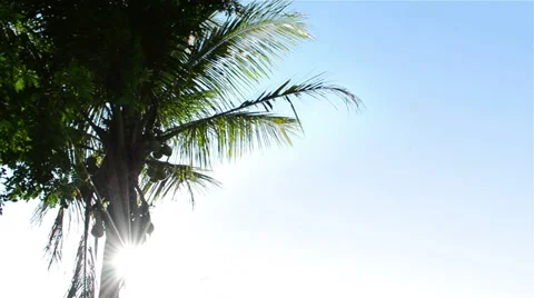 Coconut tree on the beach with sunlight 库存影片 35927382