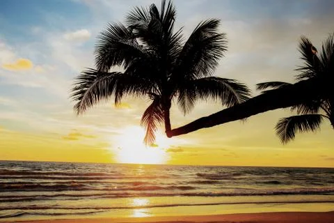 Coconut tree on beach at sunset. Stock Photos