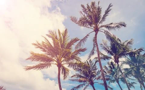 Coconut tree on beach, tree on beach, palm on beach, beach vintage, beach ret Stock Photos