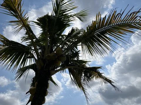 Coconut tree with beautiful blue cloudy sky Stock Photos