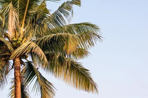 Coconut tree at the beginning 写真素材