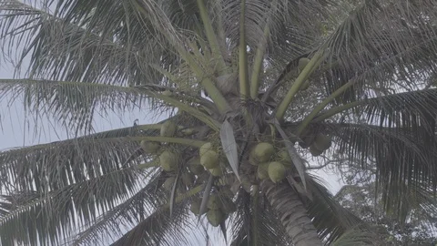 Coconut tree from below Stock Footage 92094660