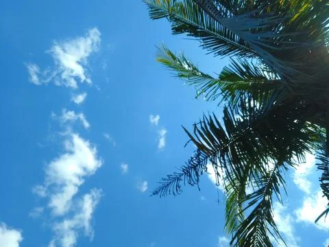 Coconut tree from below 写真素材