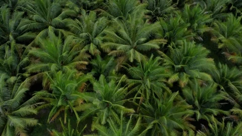 Coconut Tree In Bentre Province Located At Southern Of Aceh Stock Footage 260542747