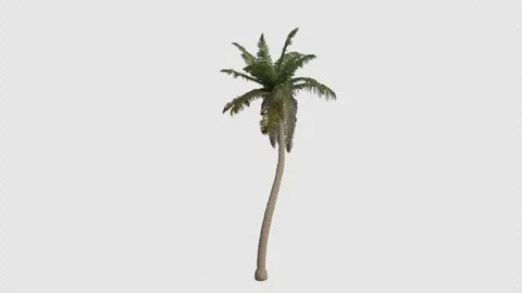 Coconut Tree blowing in the wind. Alpha Channel. Loop Animation Stock Footage 281915390