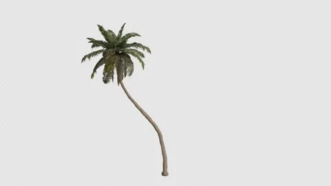 Coconut Tree blowing in the wind. Alpha Channel. Loop Animation Stock Footage 281915473