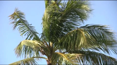 Coconut Tree Blowing In The Wind Stock Footage 2280391