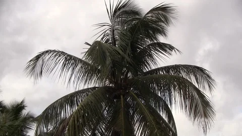 Coconut Tree Blowing Wind 動画素材 100036701