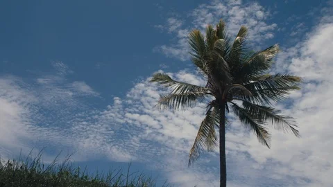 Coconut tree blowing in the wind. Stock Footage 119160235