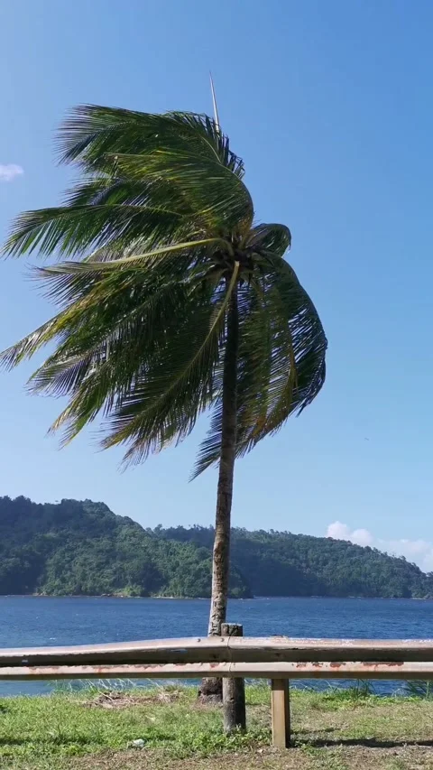 Coconut Tree Blowing in the Wind Stock Footage 228747128
