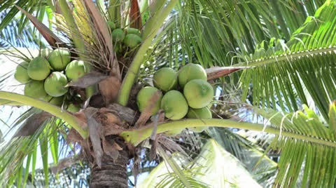Coconut tree is blowing on the windy beach Stock Footage 26324654