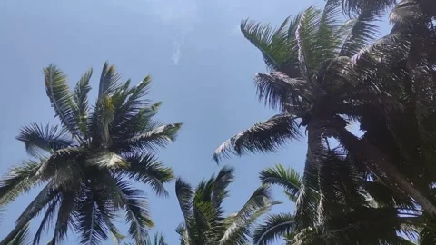 Coconut tree blown by strong wind shot from below. Stock Footage 252179356