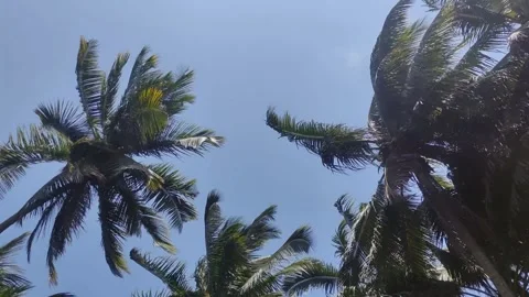 Coconut tree blown by strong wind shot from below. Coconut leaves Stock Footage 252179387