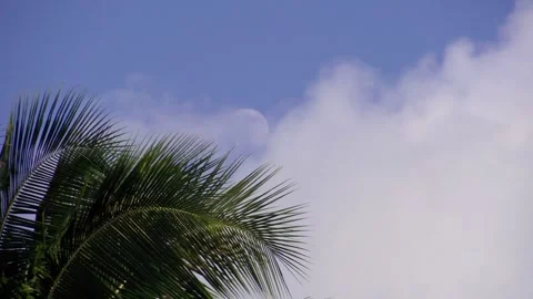 Coconut tree blows in the trade winds as a 3/4 full moon is revealed Stock Footage 136263131