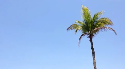 Coconut tree, blue sky and copy space area Stock Footage 50126805