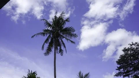 Coconut tree with blue sky and white clouds, Indonesia. Stock Photos
