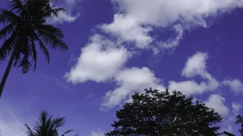 Coconut tree with blue sky and white clouds, Indonesia. Stock Photos