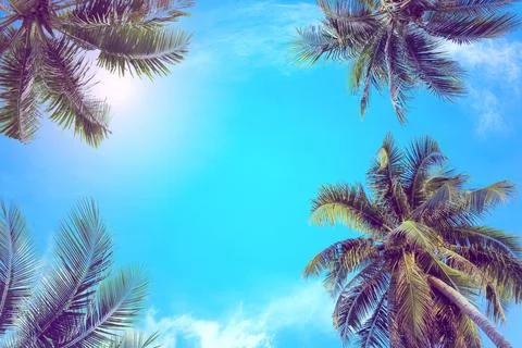 Coconut tree with blue sky and copy space Stock Photos