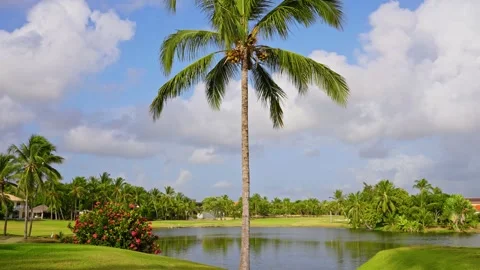 Coconut tree with blue sky in the background. Stock Footage 340168286