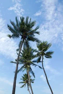 Coconut tree with blue sky background Stock-Fotos