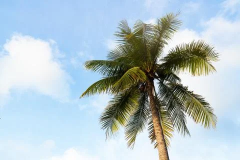 A coconut tree on blue sky background Stock Photos