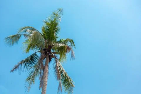 Coconut tree with blue sky background Coconut palm trees, beautiful tropical  Stock Photos