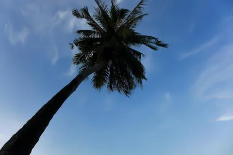 Coconut tree in blue sky background, up-risen angle photography Foto stock