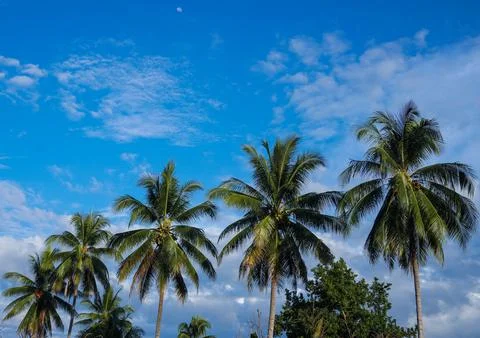 Coconut tree with blue sky background in the beach Stock-Fotos